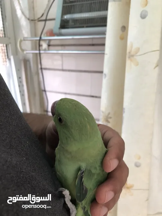 Pet Ring-necked Parakeet local breeding