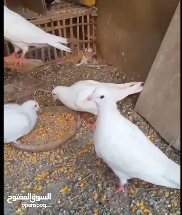 حمام لاحم فرنسي شغال  للبيع