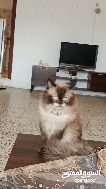 قطين هيملايا للبيع بسعب ممميز
