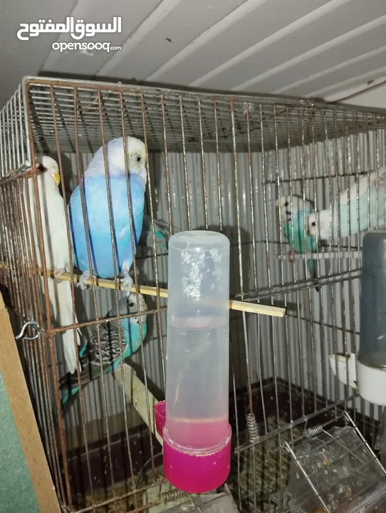 Parrots and cage