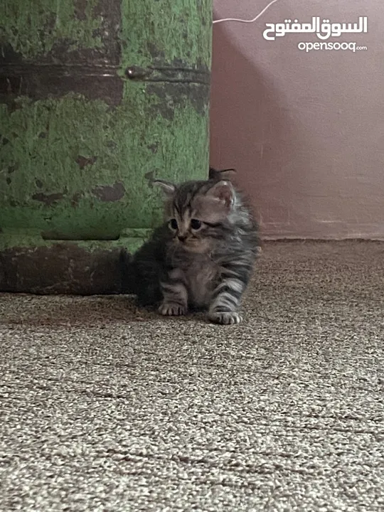 قط انثى شانشيلا للبيع بسعر مغري