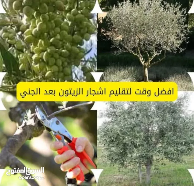 تشيك مزارع