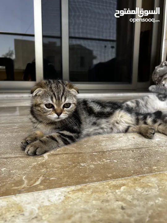 Scottish Fold Cats