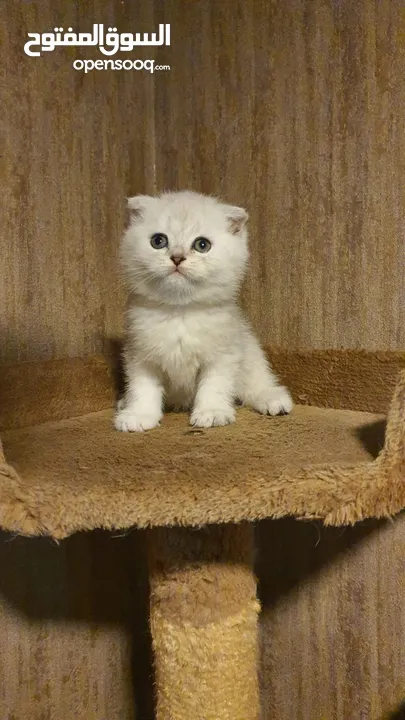 Scottish Fold & Scottish straight kittens