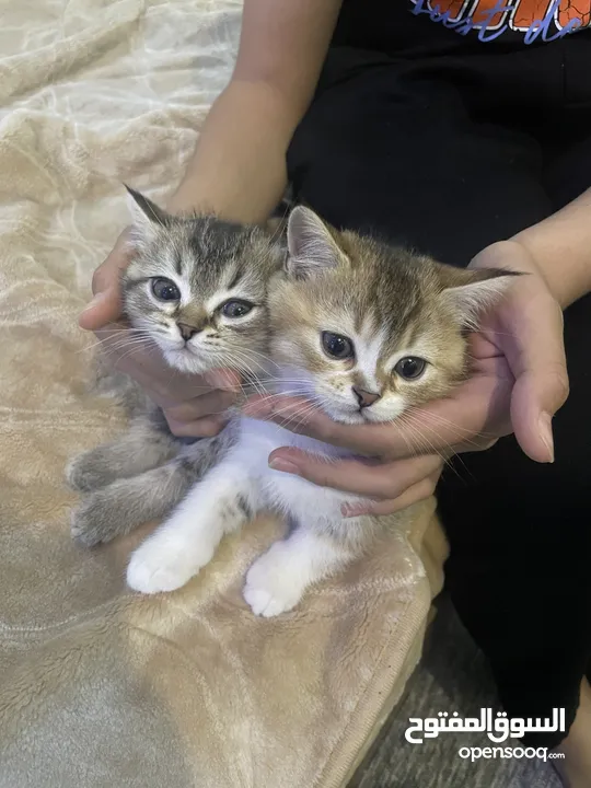 scottish fold for sale