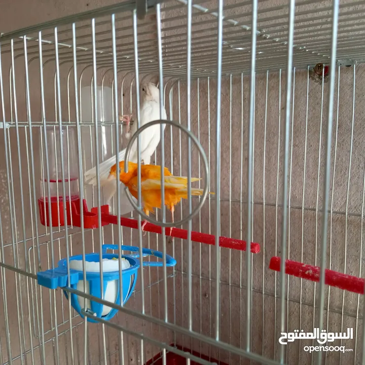 كنار للبيع