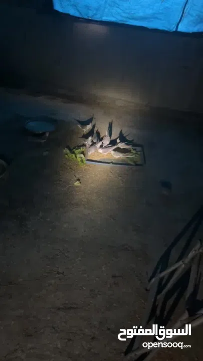 متوفر 19 حبة كوكتيل وايت فيس للبيع ال 19 حبه