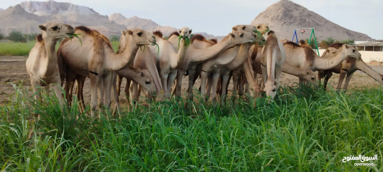 مزرعه قرن الكبش فرع بركاء وصول دفعه جديده من قعدان مراعي الجنوب