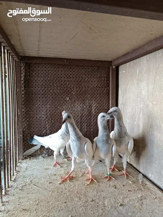 يهوديات المنيم