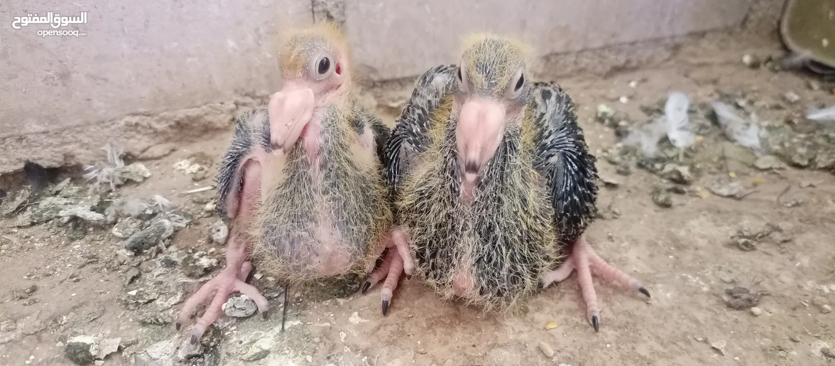 جوز جلوفت قراقطه