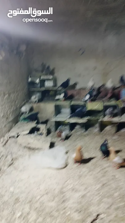 حمام للبيع اجنبي اجواز وفي بلدي اكمن حبه مشكل مشاء الله يطرح البركه لاصحاب النصيب