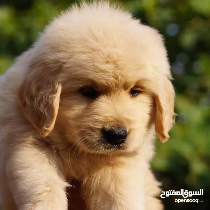 جولدن ريتريفر بريطاني آصلي  Golden retriever pure اعلى مستوى في الشرق الاوسط