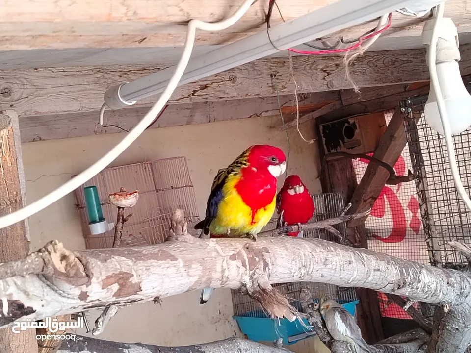 ببغاء روزيلا