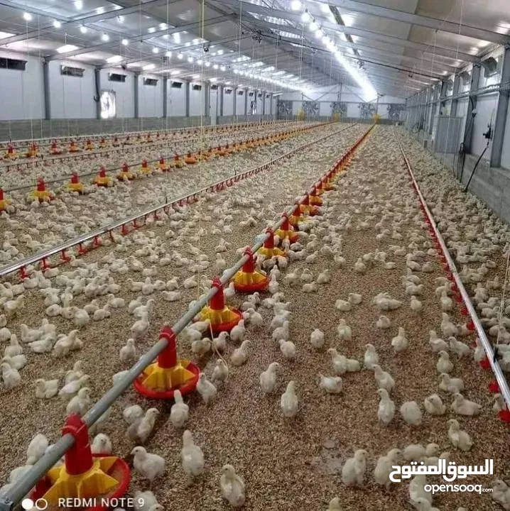 مطلوب شريك لمشروع دواجن انتاج دجاج موجود حاليا 12 حظير دجاج و متوفر مساحه ارض لتوسع في مشروع