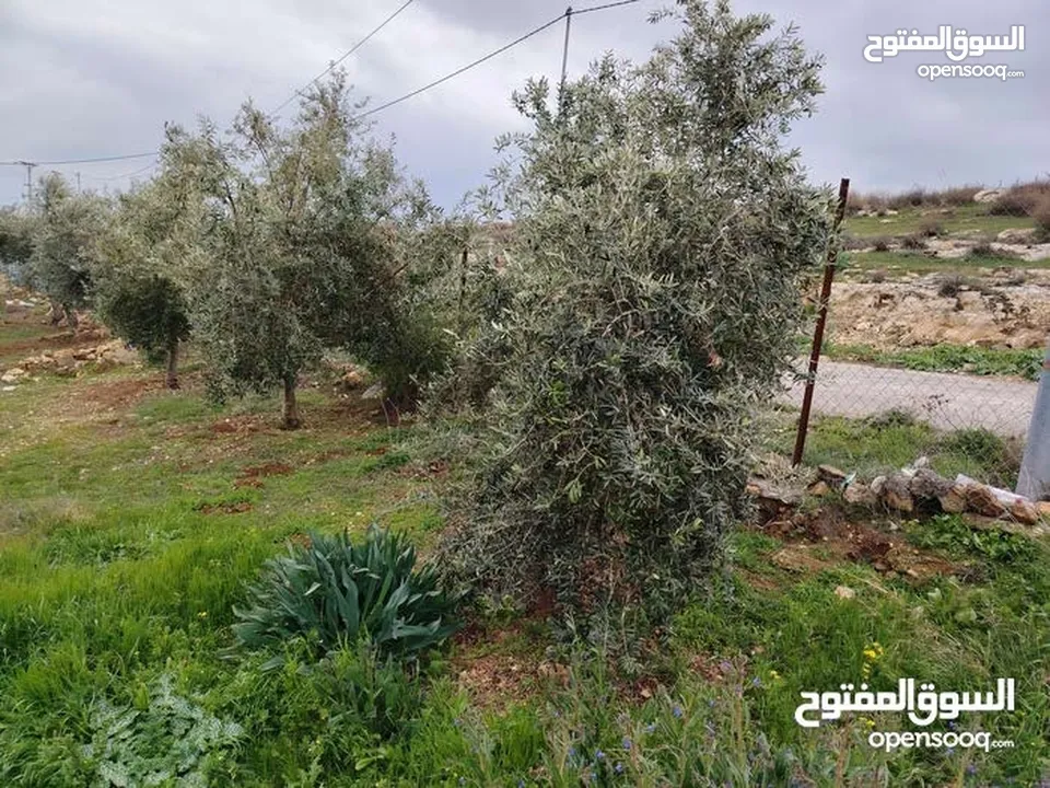 مزرعه مع بيت ريفي جاهز حديث مفروش جاهز يصلح مزرعه او سكن ريفي