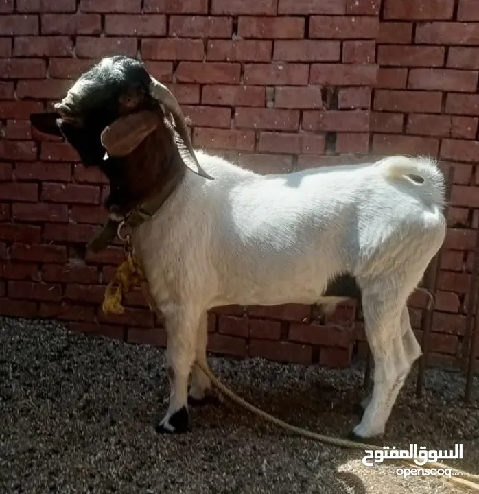 جدى طلوقة بور مواصفات جيدة عمر سنتين ونص