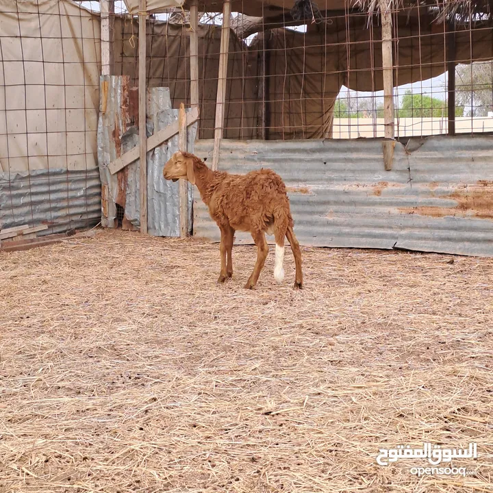 كبش سوداني اقرأ الوصف قبل التواصل