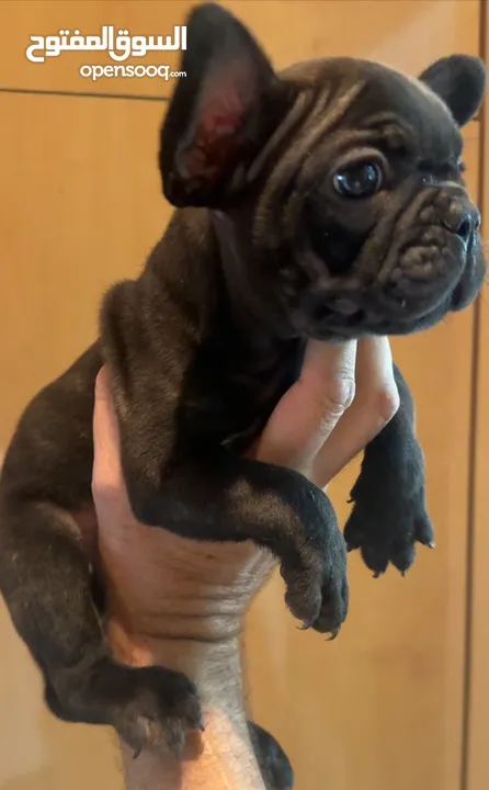 French bull dog female puppy