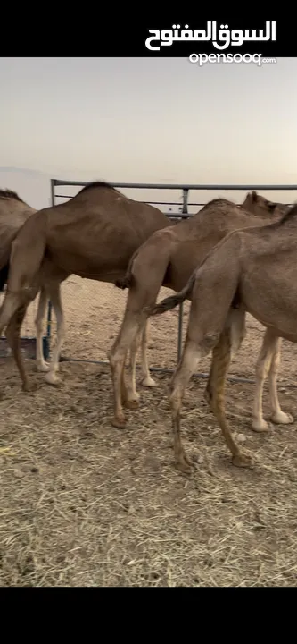 للبيع بوش حول 5 سمان ماشآءالله