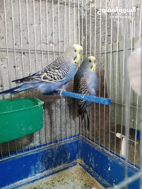 جوزين حب كل جوز تحتو 5 فراخ