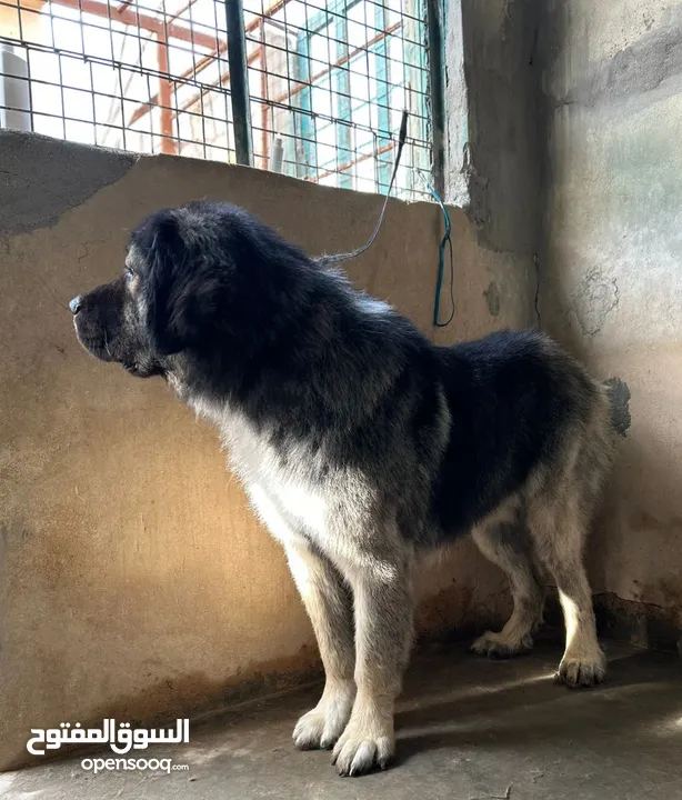 (Caucasian shepherd) الراعي القوقازي