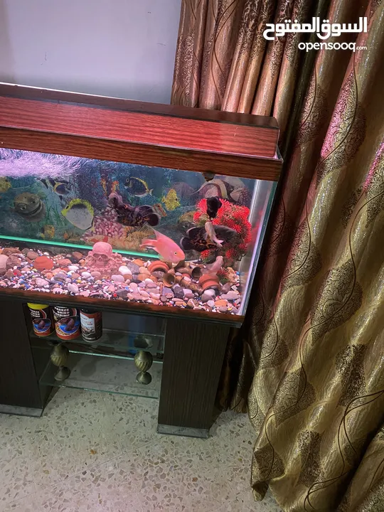 حوض سمك اوسكر كامل اغراضو للبيع