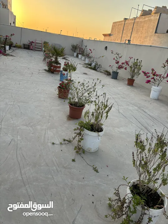 نباتات منزلية للبيع House plants for sale