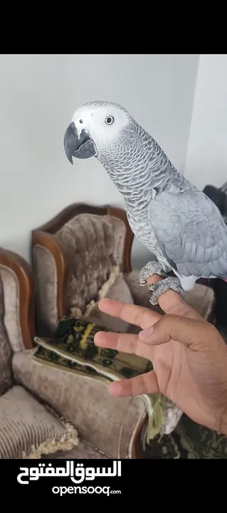 ببغاء كاسكو متحدث نمبر ون اليف عجينه محجل حجل فضي بطلع على الايد وما بعض نهائيا شوف الوصف