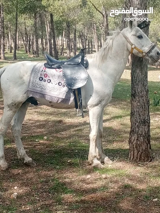 الله يبارك لصاحب النصيب