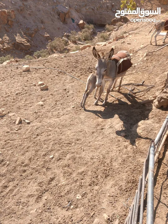 جحشه غنم عمرها سنتين ونص ومعاها جحشه عمرها 25 يوم