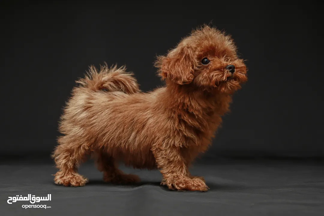 Teacup Poodle