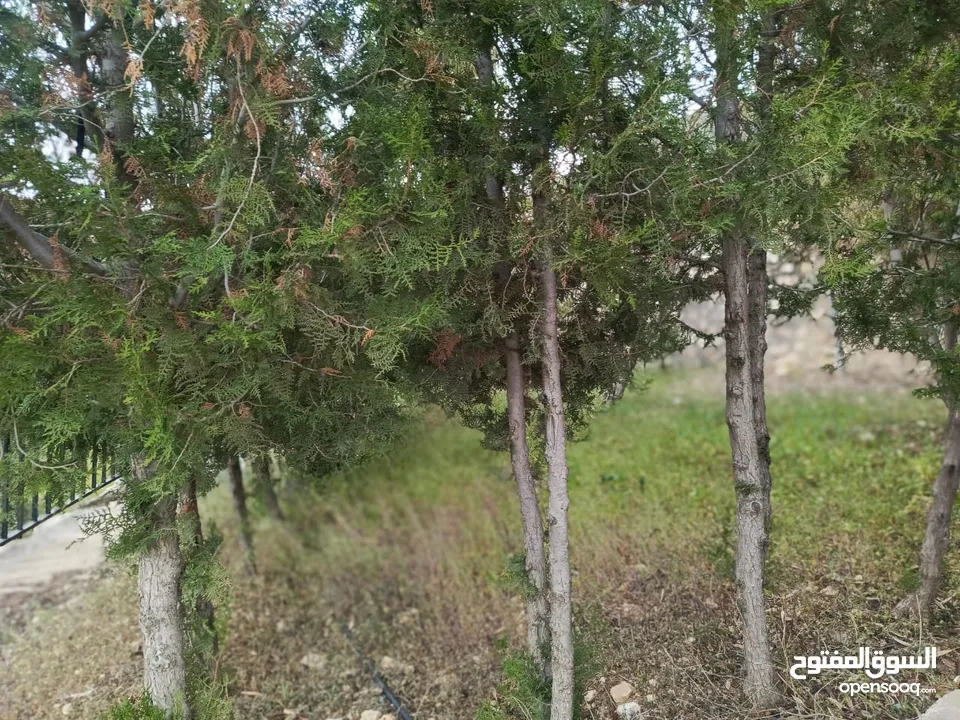 مزرعه مع 2 بيت ريفي مخدومه ماء وكهرباء مساحتها 4712