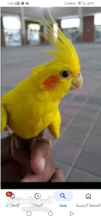 مطلوب ذكر كوكتيل لاتينو