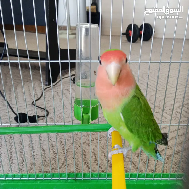 ببغاء روز لون مميز