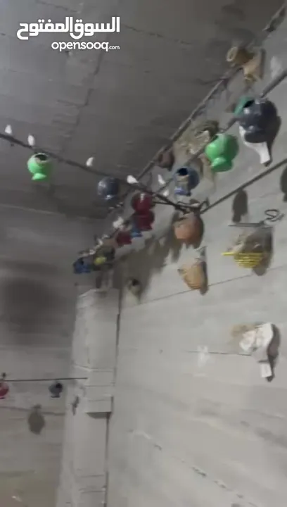 مزرعة فنك (زيبرا)