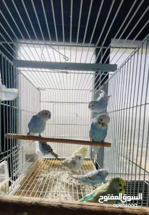 طيور حب بادجي