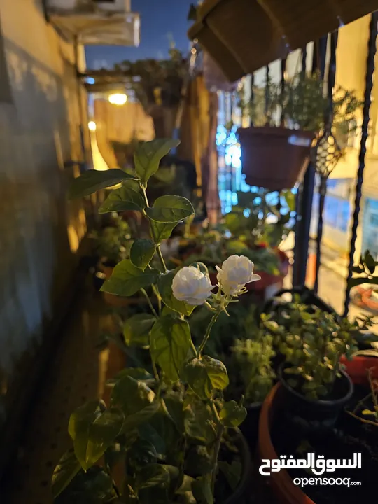 jasmine live plant for sale with flowers