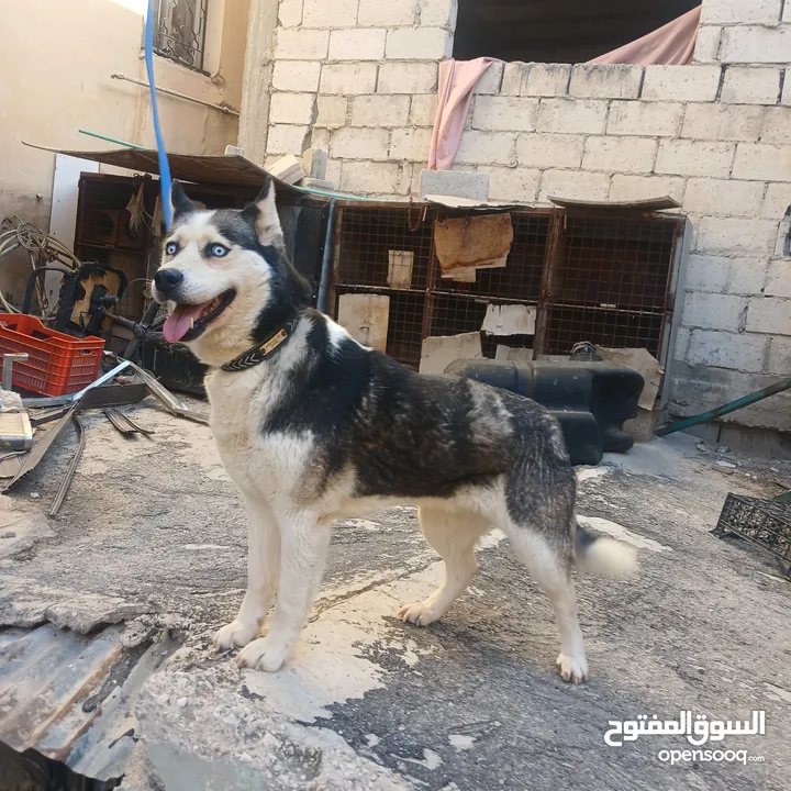 اناثي هاسكي في الزرقاء جنب مجمع الجديد جناعه