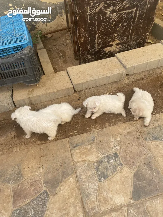 جراوا فرنسي للبيع