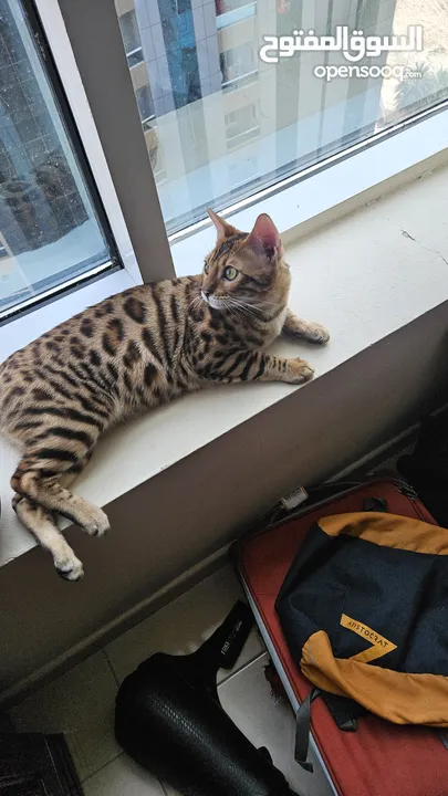 Bengal Cat with Passport!