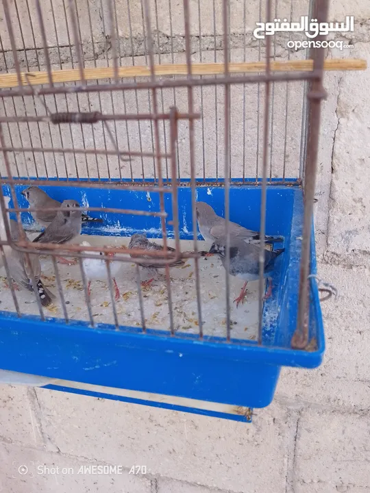 موجود عاصفير جنه شغال للبيع