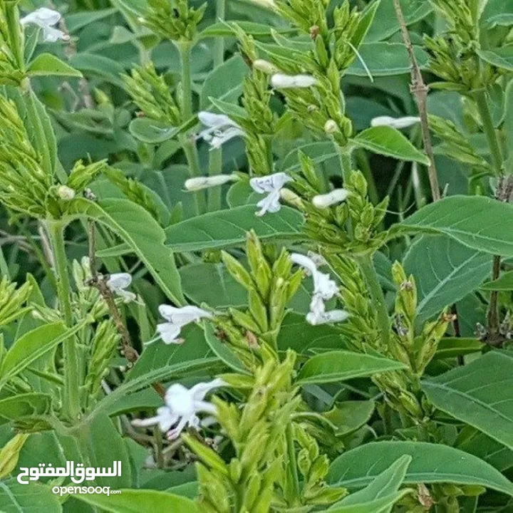 مطلوب بذور شجيرة الندغ أو كما تعرف في اليمن بالمجرى أو الصورب