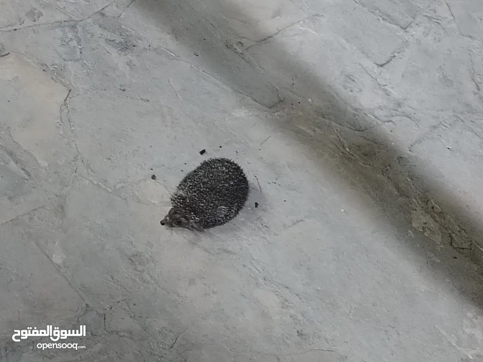 قنفذ للبيع صحه ونضافه