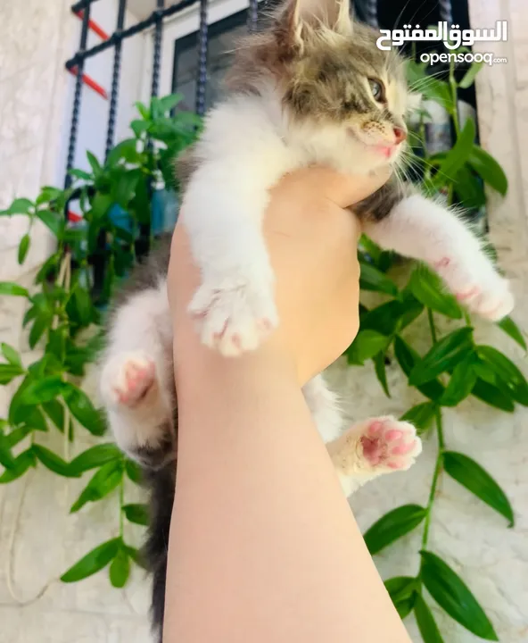 قطة صغيرة للبيع ( عمر شهرين تقريباً )