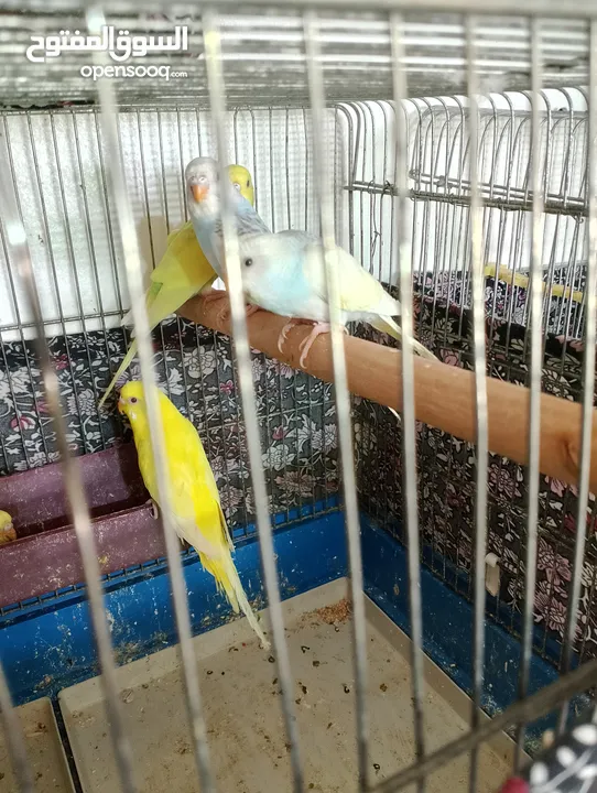 Othman10Othman@@