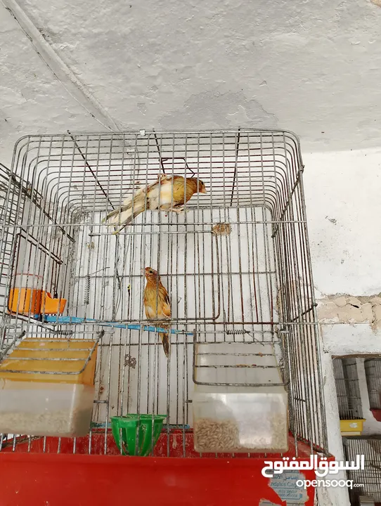 جوز كنار جوكر