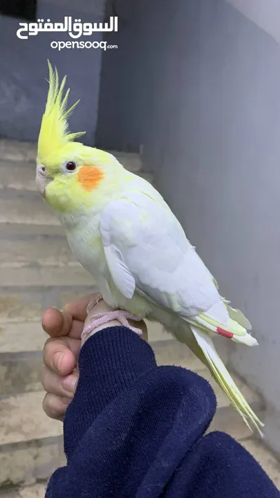 كوكتيل لاتينو مع قفصه للبيع