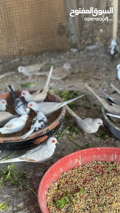 Dove bird pigeon دوف مكس للمهتمين للتربية منتج