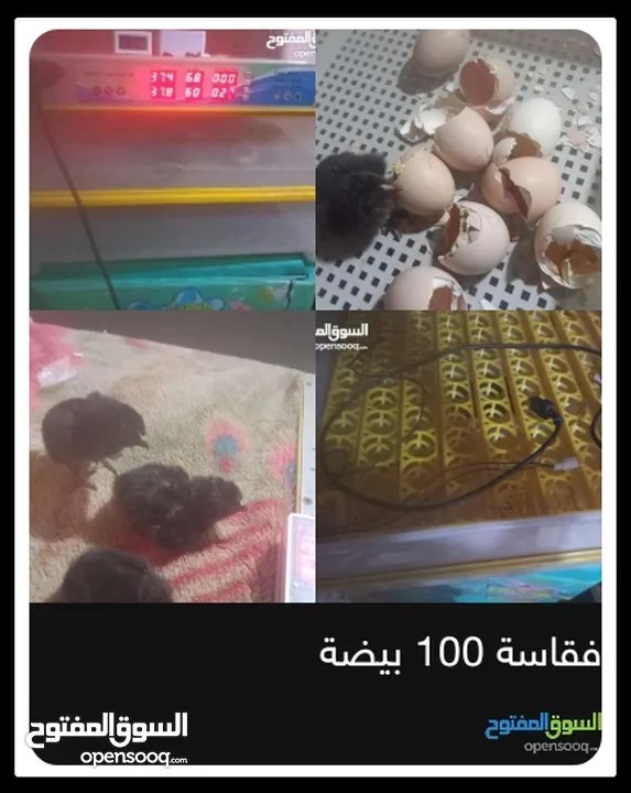 قفاسة للبيع 100 بيضة