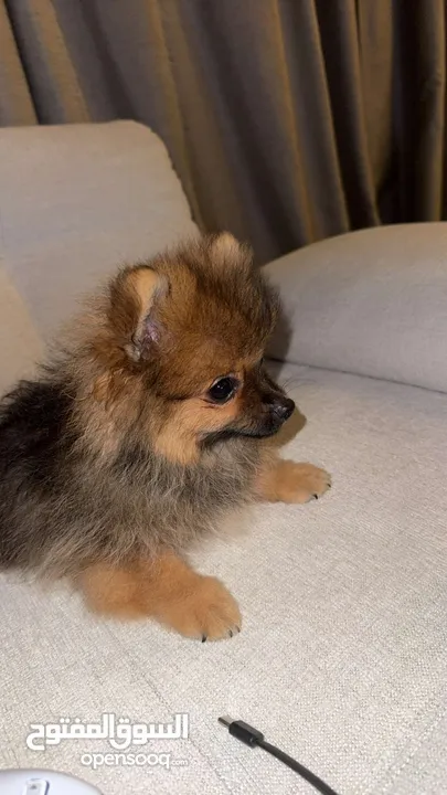 Male Pomarian best price